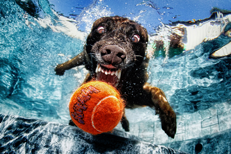 myfacemood - Foto Peloso sott'acqua