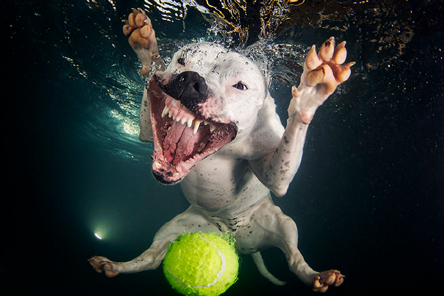 myfacemood - Foto Peloso
