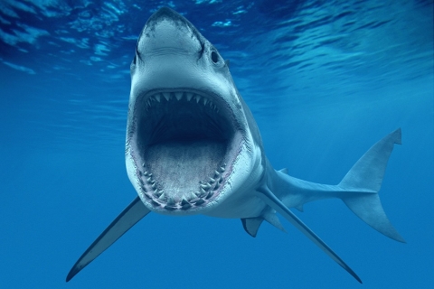 Myfacemood - Messico video riprende uno squalo bianco che sfonda la gabbia di protezione