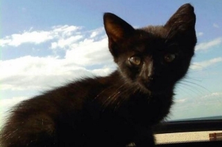 Myfaecemood - Il gatto Vampiro