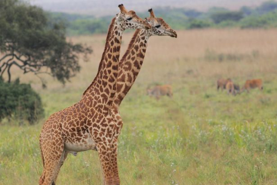 Giraffa 2 in 1