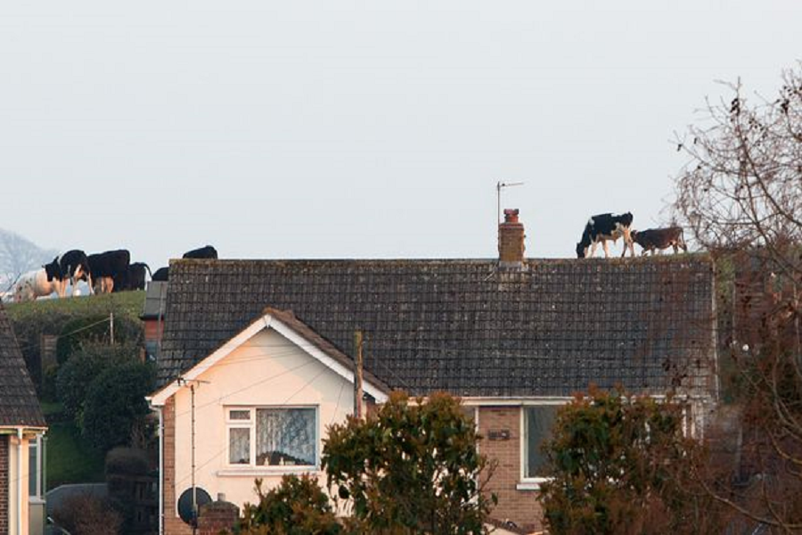 Mucche sul tetto