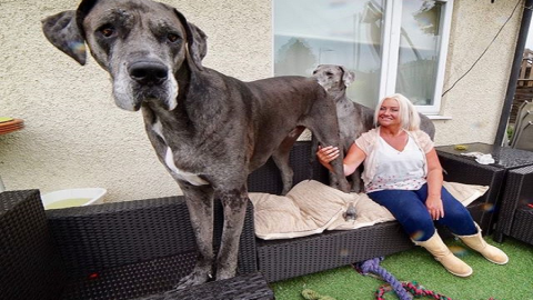 Myfacemood - Freddy è il cane più alto del mondo