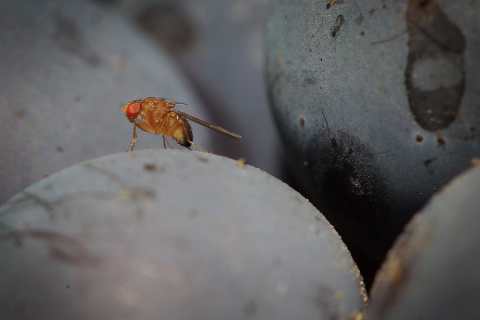 Myfacemood - I ricercatori hanno capito il trucco del volo acrobatico di una mosca