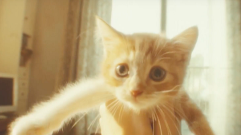 Myfacemood - In Gravity Rush 2 c'è il gatto “volante” più simpatico del mondo