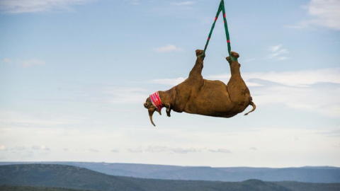 Myfacemood - Un rinoceronte di 1.000 Kg viene salvato dai bracconieri