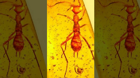 Myfacemood - Scoperto un insetto Alieno vecchio 100 milioni di anni