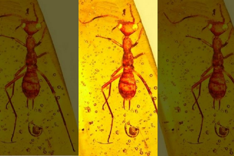 Myfacemood - Scoperto un insetto Alieno vecchio 100 milioni di anni