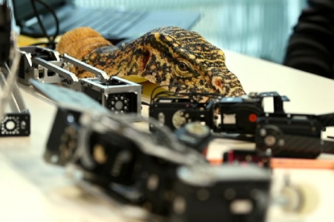 Myfacemood - BBC Spy in the Wild filma con dei robot la natura selvaggia