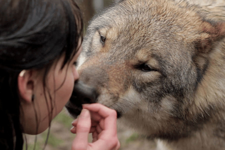 L'amore dei lupi