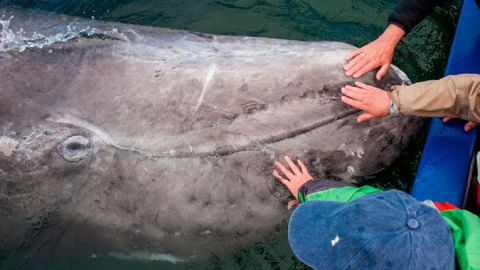 Myfacemood - I cuccioli di balena grigia amano giocare e farsi toccare dagli essere umani!
