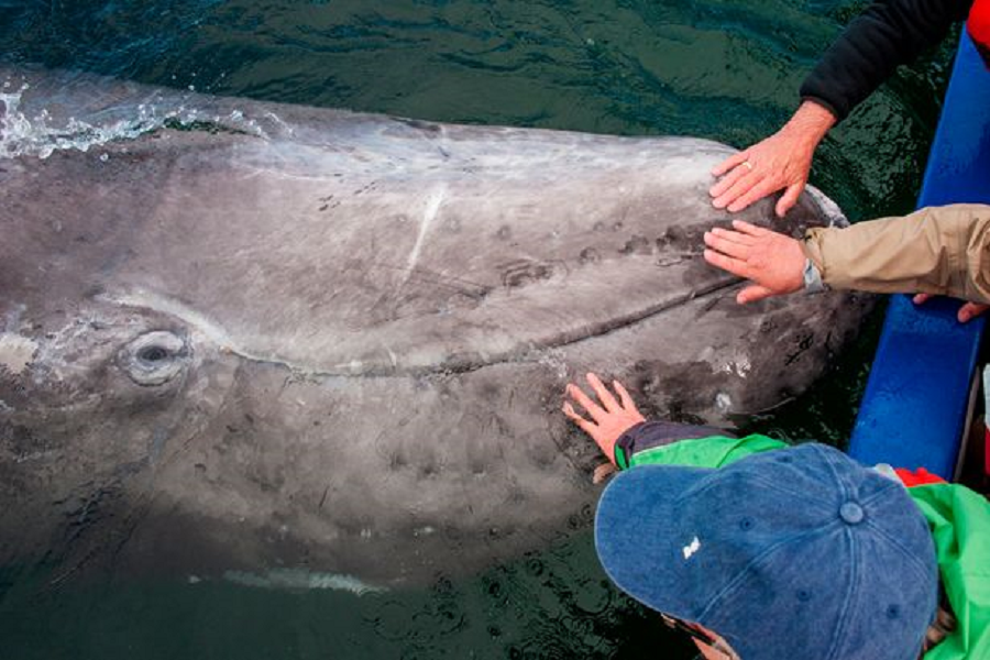 Myfacemood - I cuccioli di balena grigia amano giocare e farsi toccare dagli essere umani!