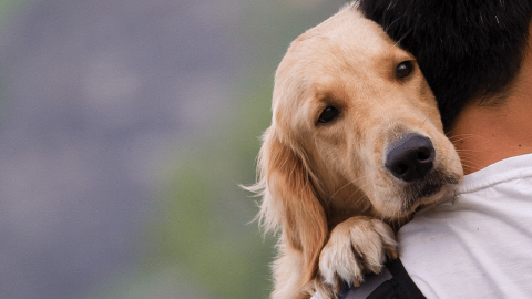 Myfacemood - Perchè i cani ci amano così tanto Le ragioni si trovano nel DNA!