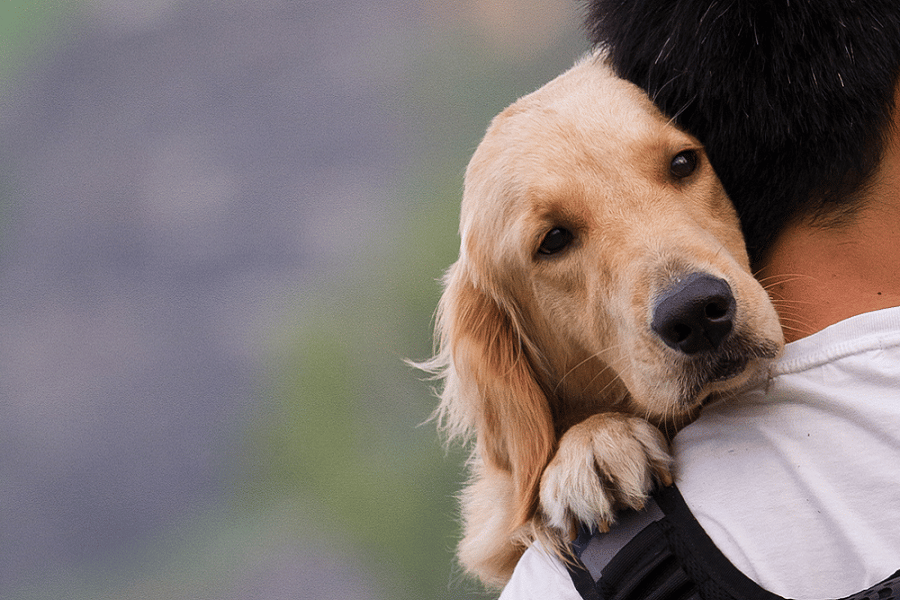 Myfacemood - Perchè i cani ci amano così tanto Le ragioni si trovano nel DNA!